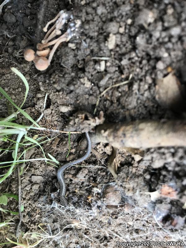 Gregarious Slender Salamander (Batrachoseps gregarius)