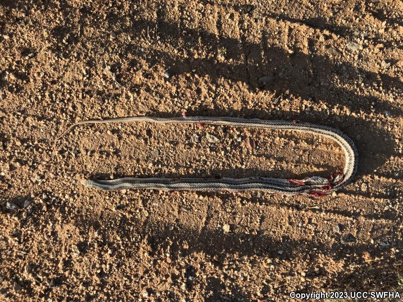 Mojave Patch-nosed Snake (Salvadora hexalepis mojavensis)