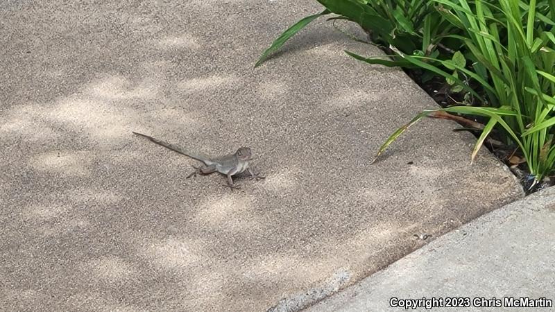 Cuban Brown Anole (Anolis sagrei sagrei)