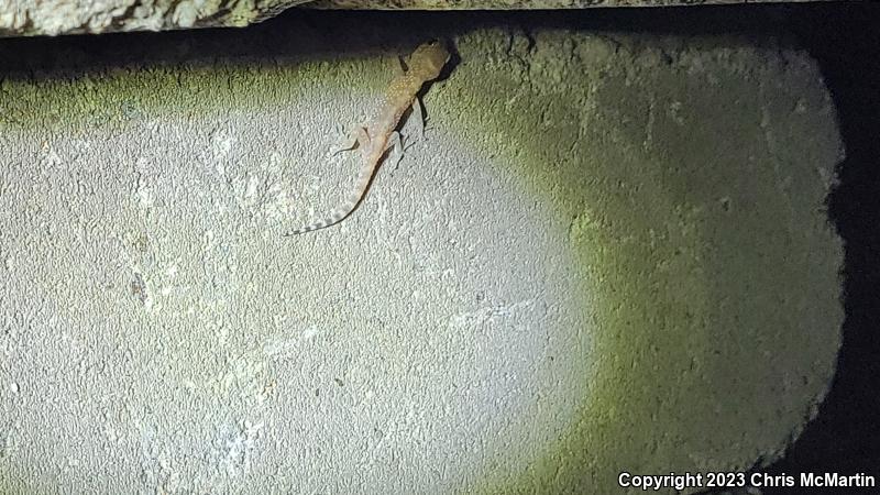 Mediterranean House Gecko (Hemidactylus turcicus)