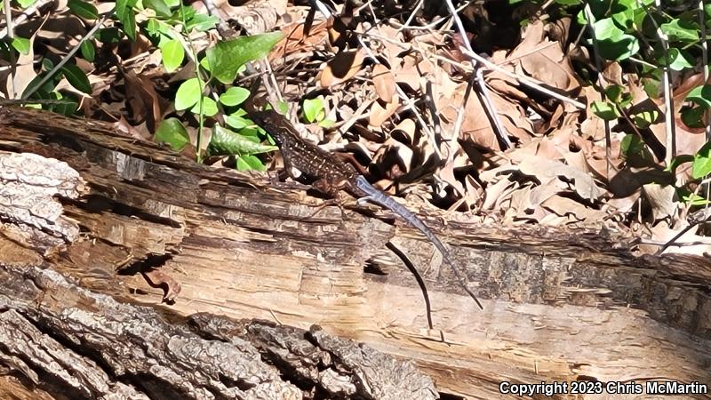 Cuban Brown Anole (Anolis sagrei sagrei)