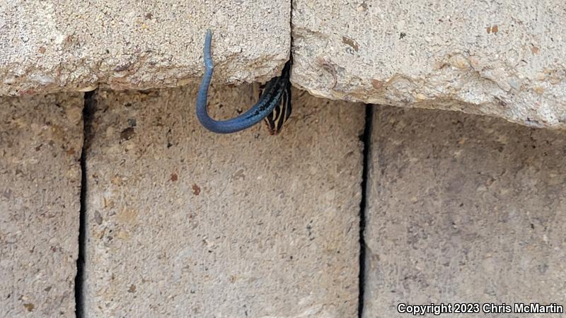 Five-lined Skink (Plestiodon fasciatus)