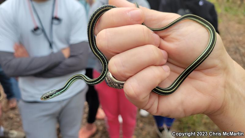 Gulf Coast Ribbonsnake (Thamnophis proximus orarius)