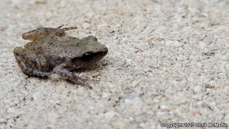 Rio Grande Chirping Frog (Eleutherodactylus cystignathoides campi)