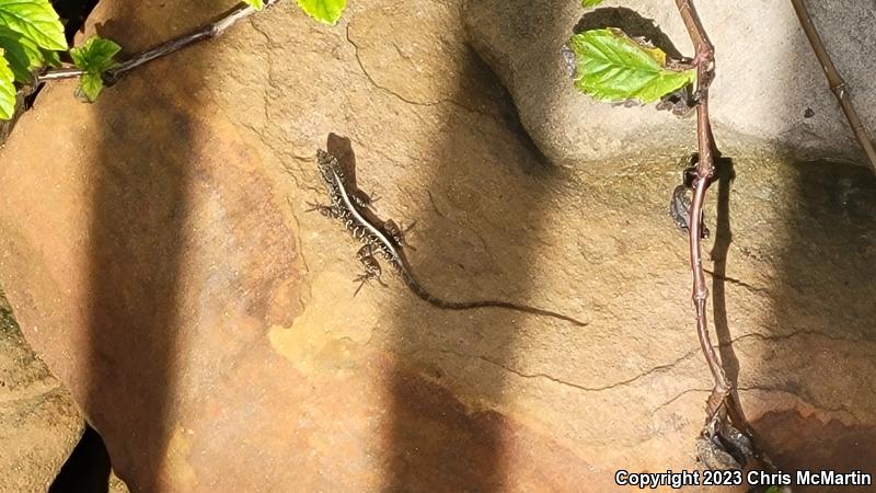 Cuban Brown Anole (Anolis sagrei sagrei)