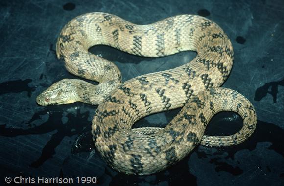 Diamond-backed Watersnake (Nerodia rhombifer)