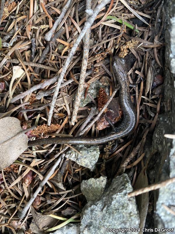 San Gabriel Mountains Slender Salamander (Batrachoseps gabrieli)