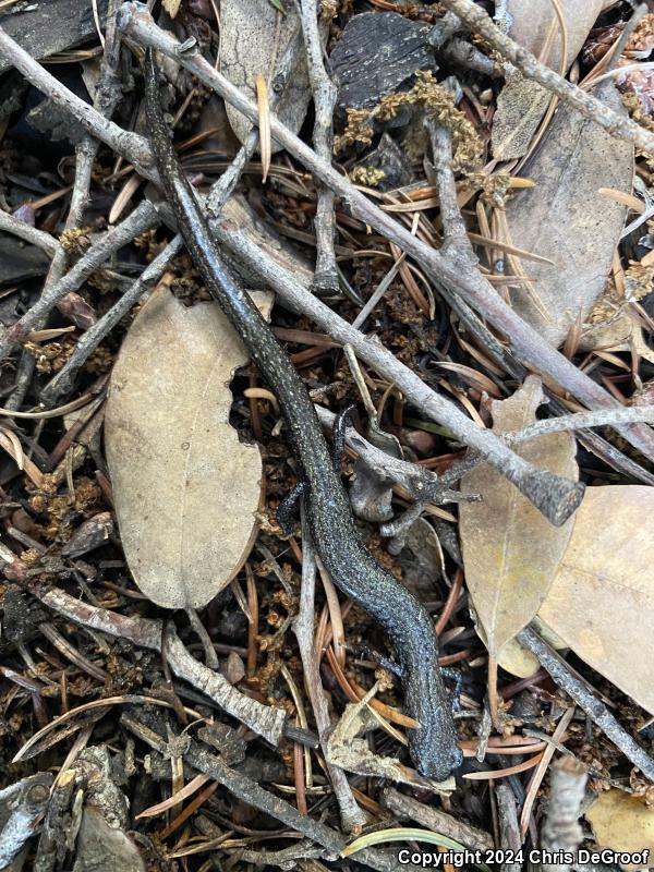 San Gabriel Mountains Slender Salamander (Batrachoseps gabrieli)