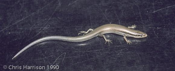 Short-lined Skink (Plestiodon tetragrammus brevilineatus)