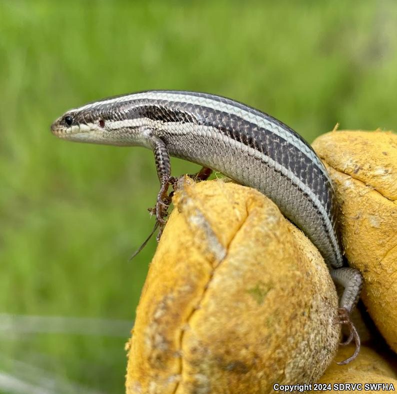 Coronado Island Skink (Plestiodon skiltonianus interparietalis)