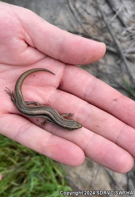 Coronado Island Skink (Plestiodon skiltonianus interparietalis)