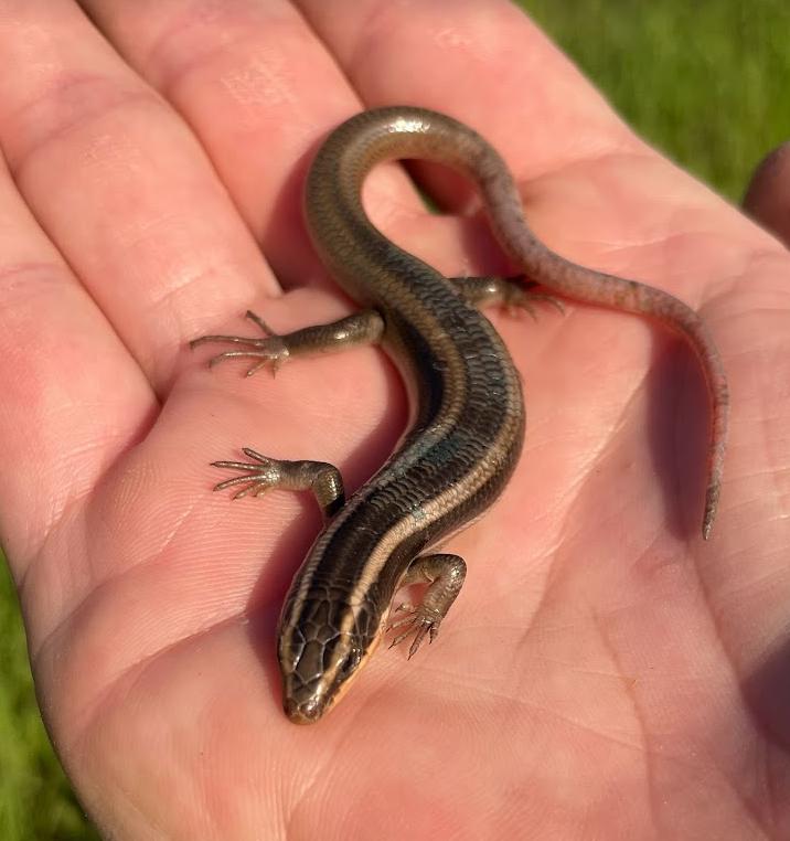 Western Redtail Skink (Plestiodon gilberti rubricaudatus)