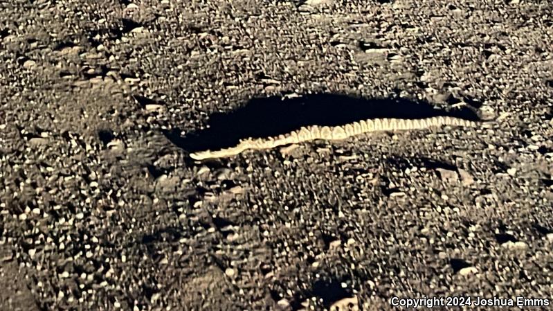 Northern Black-tailed Rattlesnake (Crotalus molossus molossus)