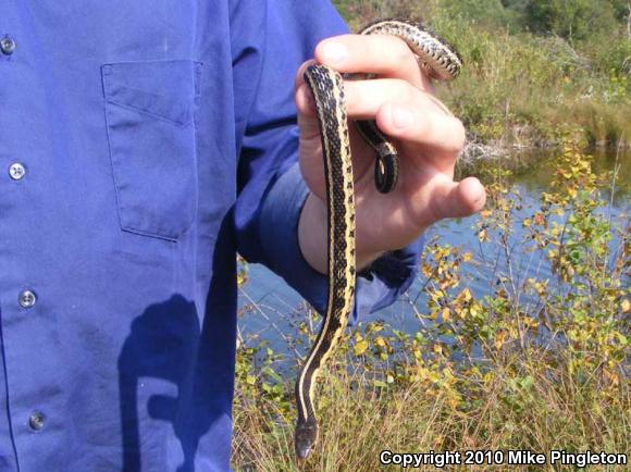 Eastern Gartersnake (Thamnophis sirtalis sirtalis)