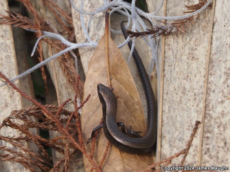 Little Brown Skink (Scincella lateralis)