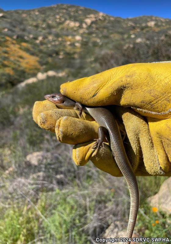 Western Redtail Skink (Plestiodon gilberti rubricaudatus)