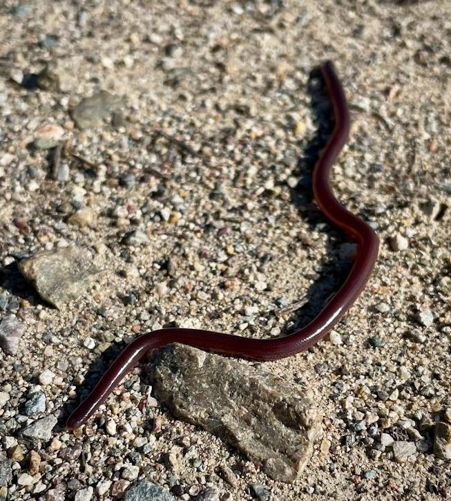 Brahminy Blindsnake (Ramphotyphlops braminus)