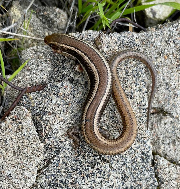 Coronado Island Skink (Plestiodon skiltonianus interparietalis)