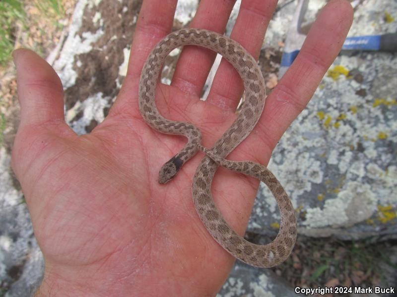 California Nightsnake (Hypsiglena ochrorhyncha nuchalata)