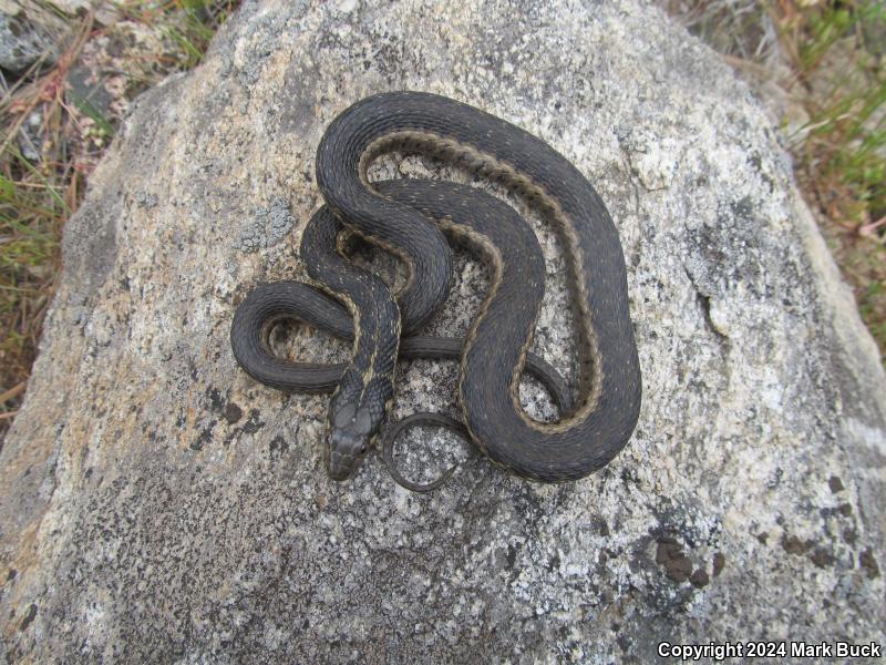 Sierra Gartersnake (Thamnophis couchii)