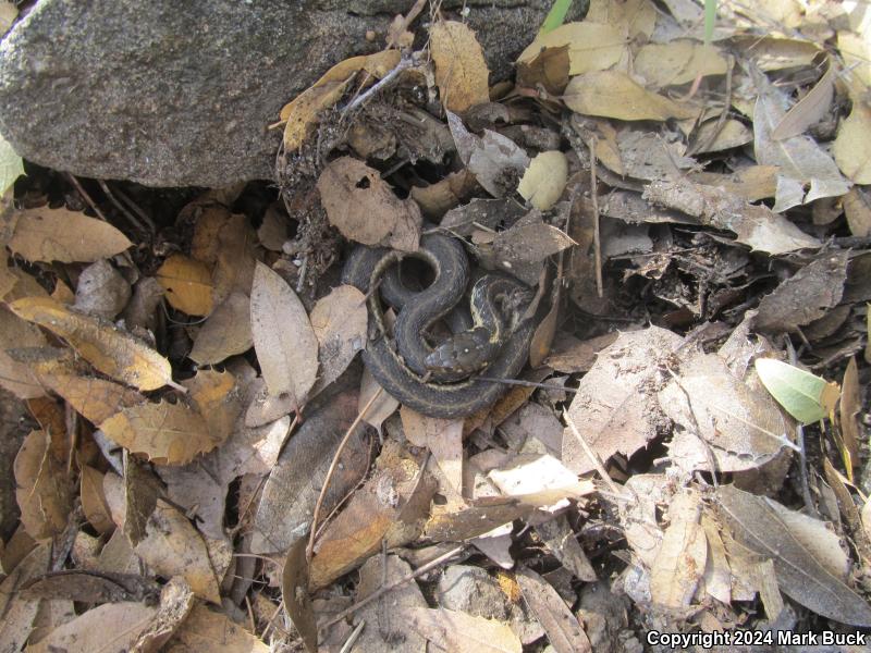 Sierra Gartersnake (Thamnophis couchii)