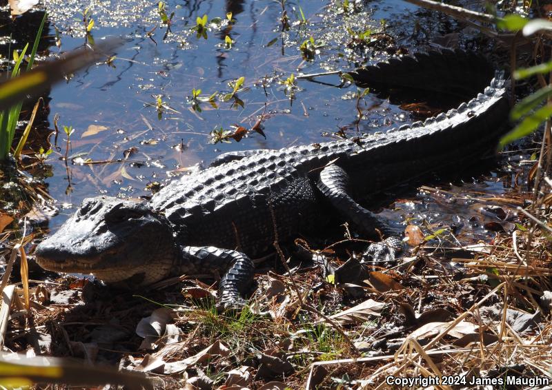 American Alligator (Alligator mississippiensis)