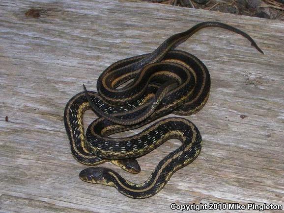 Eastern Gartersnake (Thamnophis sirtalis sirtalis)