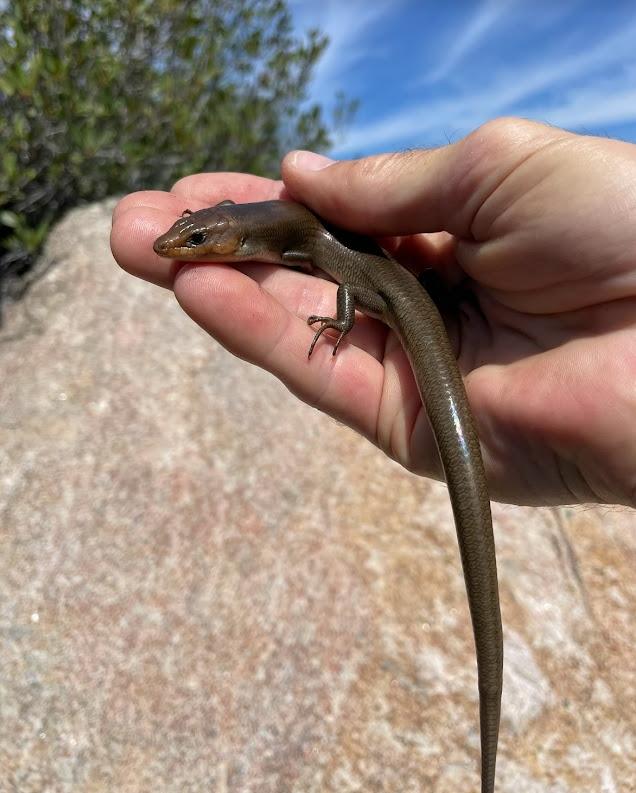 Western Redtail Skink (Plestiodon gilberti rubricaudatus)