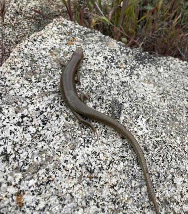 Western Redtail Skink (Plestiodon gilberti rubricaudatus)