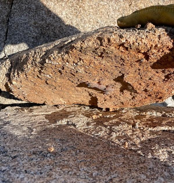 Peninsula Leaf-toed Gecko (Phyllodactylus nocticolus nocticolus)