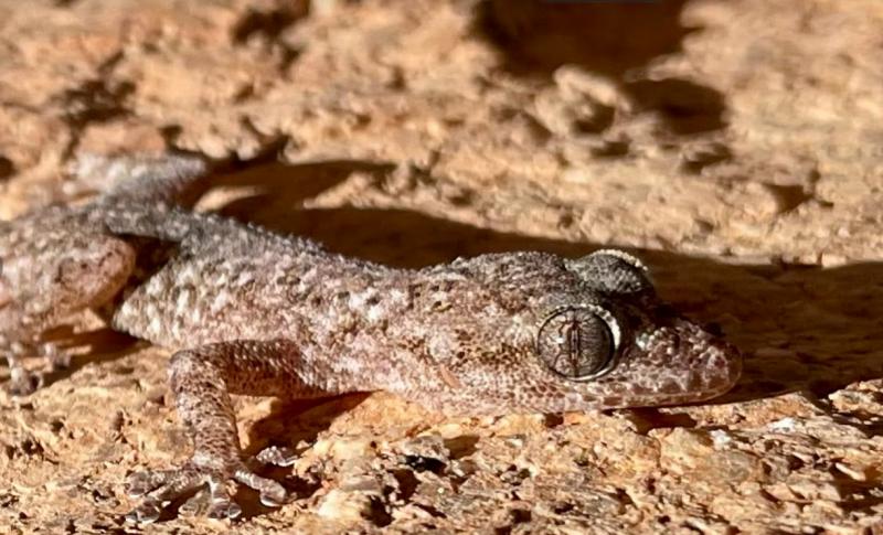 Peninsula Leaf-toed Gecko (Phyllodactylus nocticolus nocticolus)