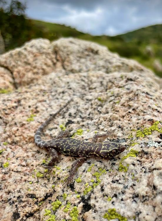 Granite Night Lizard (Xantusia henshawi)