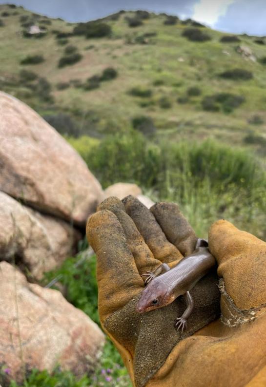 Western Redtail Skink (Plestiodon gilberti rubricaudatus)