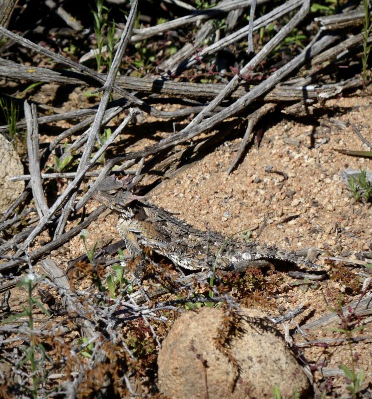 Blainville's Horned Lizard (Phrynosoma blainvillii)