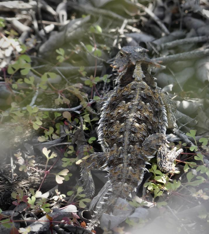 Blainville's Horned Lizard (Phrynosoma blainvillii)