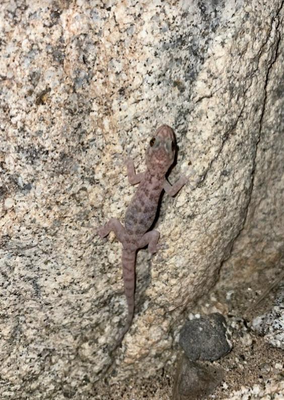 Peninsula Leaf-toed Gecko (Phyllodactylus nocticolus nocticolus)