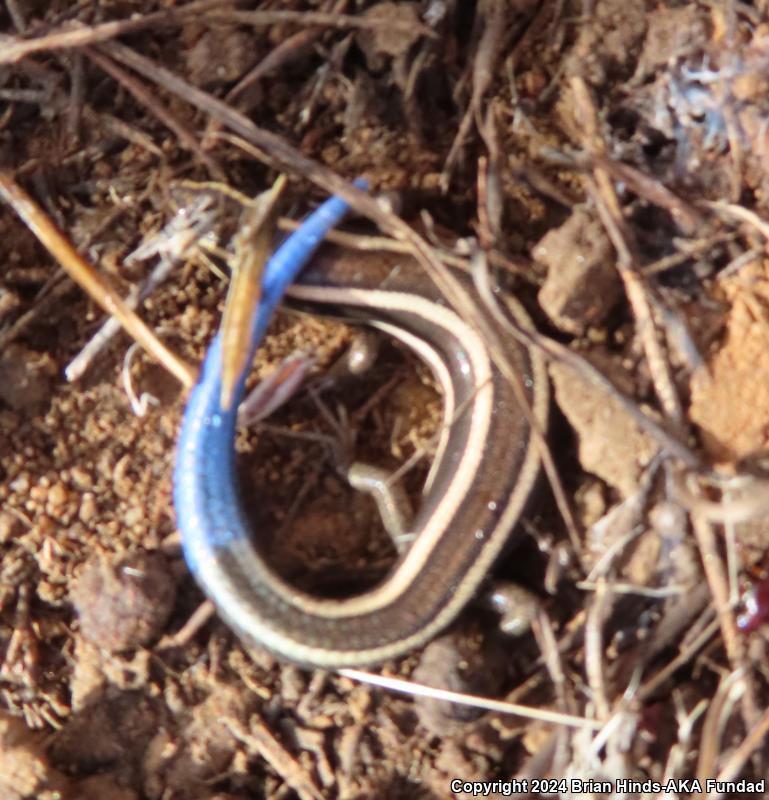 Coronado Island Skink (Plestiodon skiltonianus interparietalis)