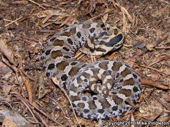 Eastern Hog-nosed Snake (Heterodon platirhinos)