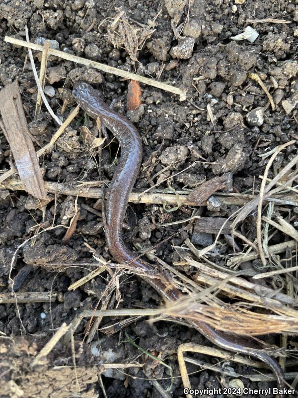 Garden Slender Salamander (Batrachoseps major major)