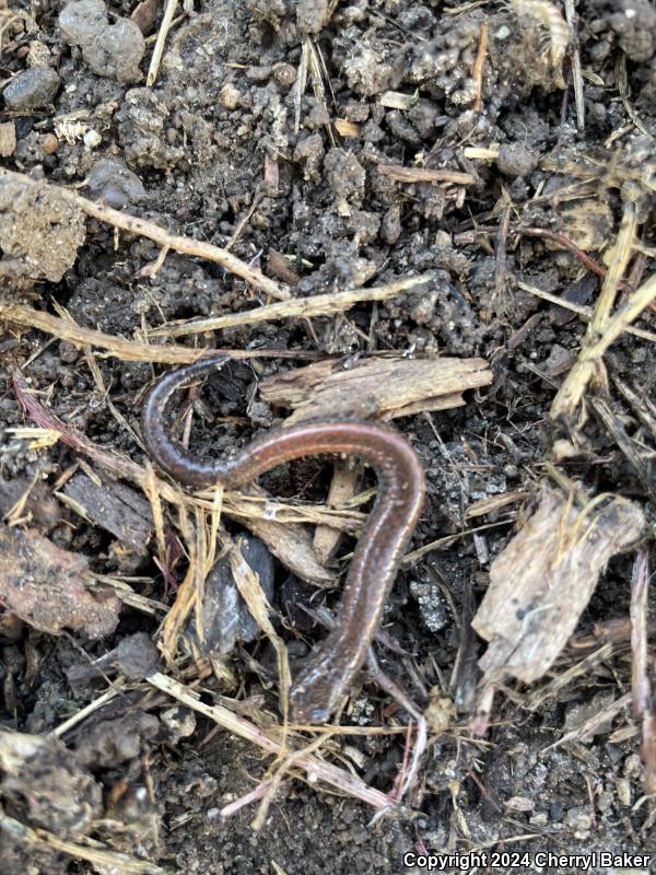 Garden Slender Salamander (Batrachoseps major major)