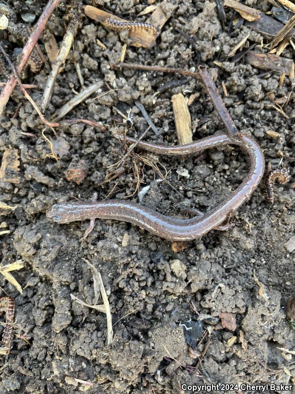 Garden Slender Salamander (Batrachoseps major major)