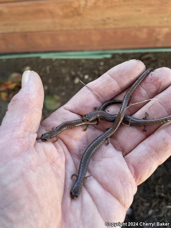 Garden Slender Salamander (Batrachoseps major major)