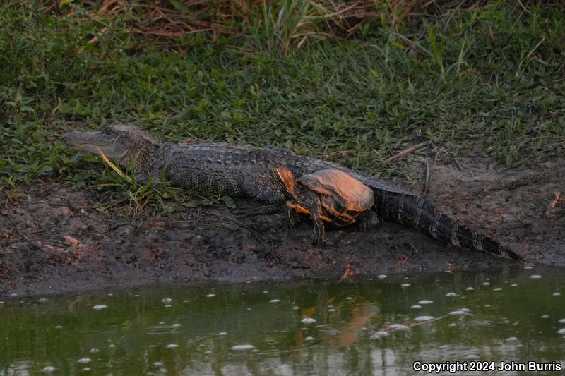 American Alligator (Alligator mississippiensis)