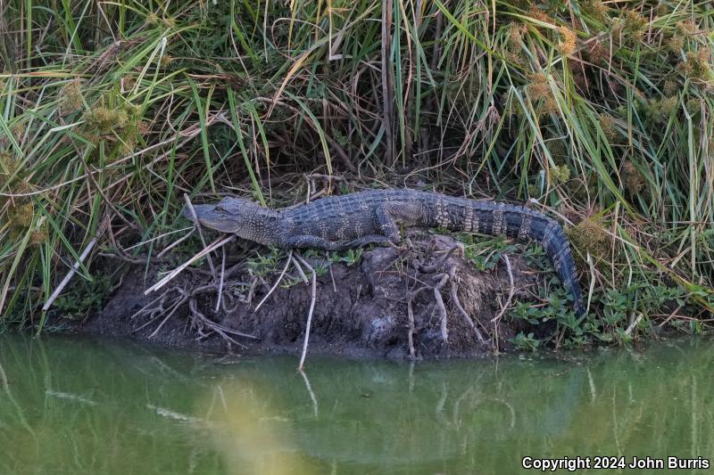 American Alligator (Alligator mississippiensis)