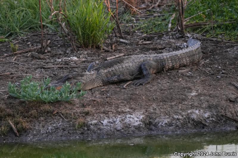 American Alligator (Alligator mississippiensis)