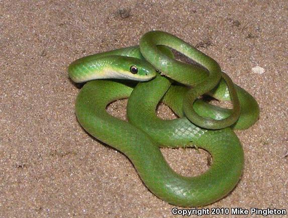 Eastern Smooth Greensnake (Opheodrys vernalis vernalis)