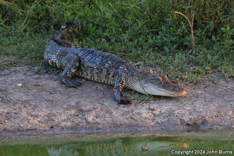 American Alligator (Alligator mississippiensis)