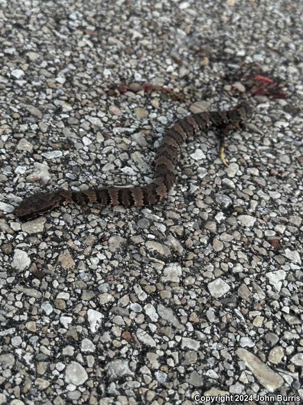 Western Cottonmouth (Agkistrodon piscivorus leucostoma)