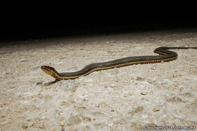 Gulf Saltmarsh Snake (Nerodia clarkii clarkii)