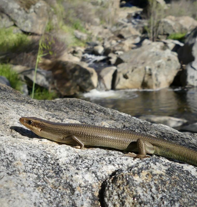 Western Redtail Skink (Plestiodon gilberti rubricaudatus)